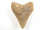 Serrated, Fossil Megalodon Tooth - North Carolina #200645-1